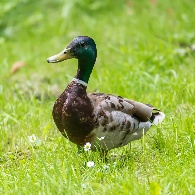 Männliche Ente steht auf Wiese